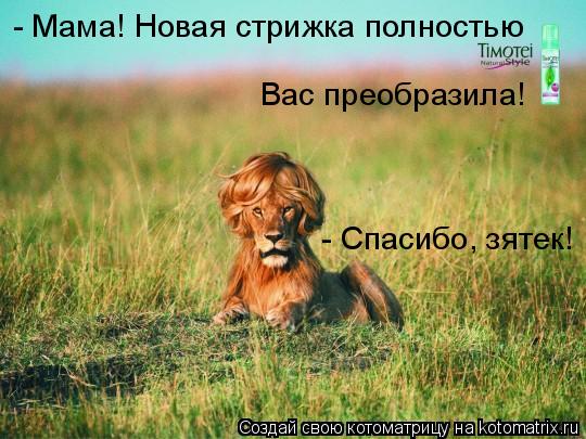 Котоматрица: - Спасибо, зятек!  - Мама! Новая стрижка полностью Вас преобразила!