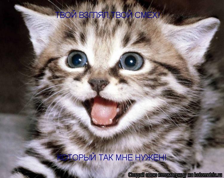 Котоматрица: ТВОЙ ВЗГЛЯЛ,ТВОЙ СМЕХ! КОТОРЫЙ ТАК МНЕ НУЖЕН!