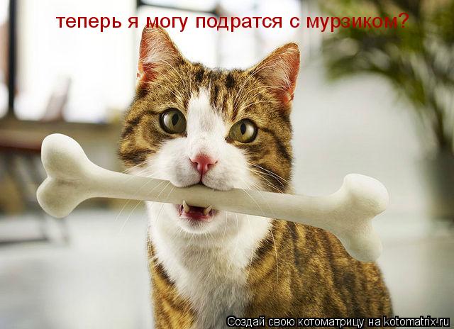 Котоматрица: теперь я могу подратся с мурзиком?