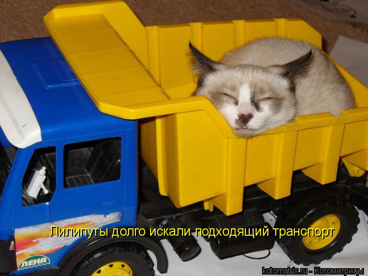 Котоматрица: Лилипуты долго искали подходящий транспорт