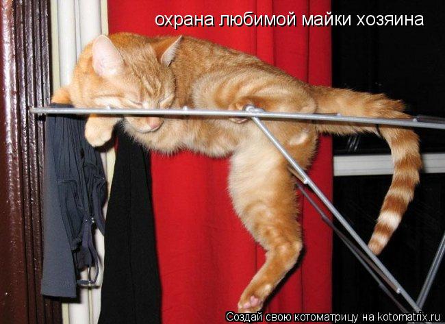 Котоматрица: охрана любимой майки хозяина