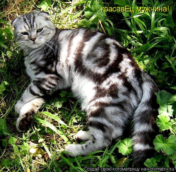 Котоматрица: красавЕц мужчина!