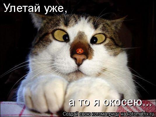 Котоматрица: Улетай уже, а то я окосею...