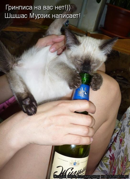 Котоматрица: Гринписа на вас нет!)) Шшшас Мурзик написает!