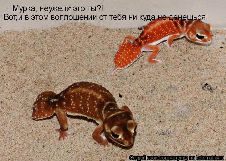 Котоматрица: Мурка, неужели это ты?! Вот,и в этом воплощении от тебя ни куда не денешься!
