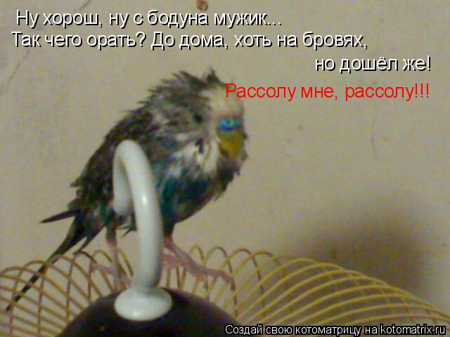 Котоматрица: Ну хорош, ну с бодуна мужик... Так чего орать? До дома, хоть на бровях,  но дошёл же! Рассолу мне, рассолу!!!