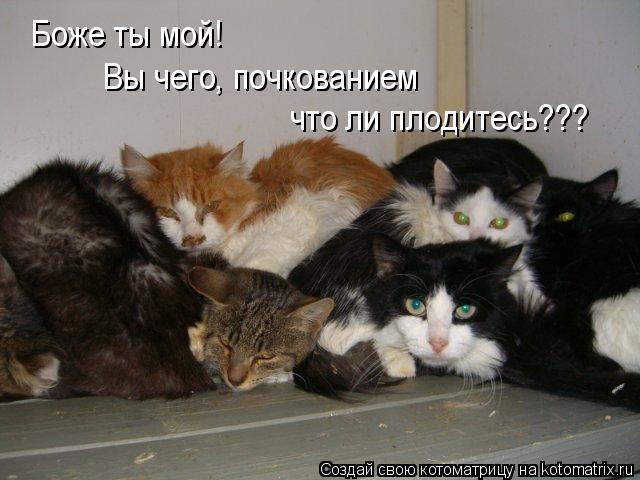 Котоматрица: Боже ты мой! Вы чего, почкованием что ли плодитесь???