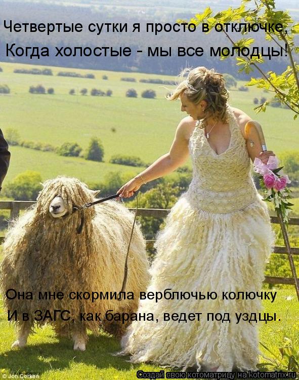 Котоматрица: Она мне скормила верблючью колючку  И в ЗАГС, как барана, ведет под уздцы. Когда холостые - мы все молодцы! Четвертые сутки я просто в отключк