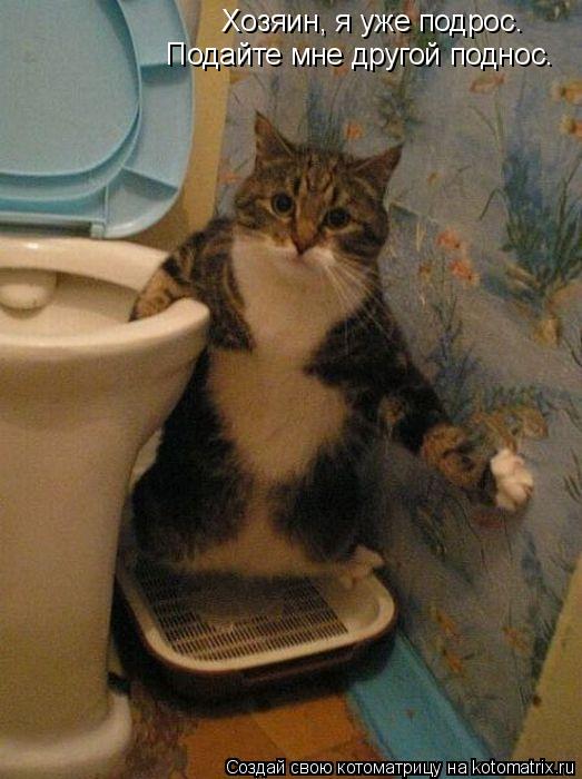 Котоматрица: Хозяин, я уже подрос. Подайте мне другой поднос.