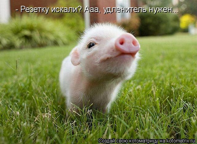 Котоматрица: - Резетку искали? Ааа, удленитель нужен...