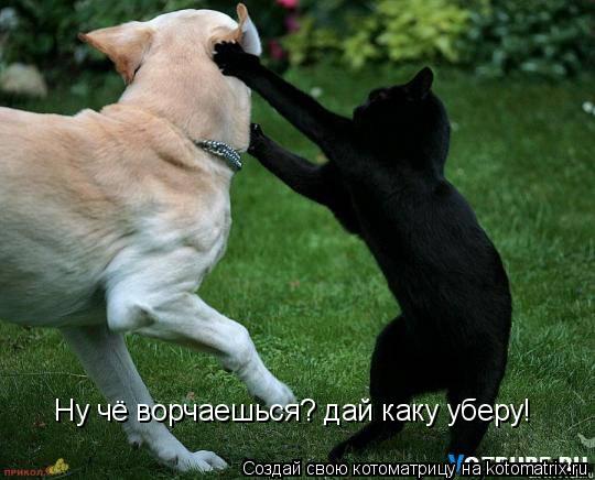 Котоматрица: Ну чё ворчаешься? дай каку уберу!