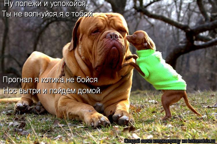 Котоматрица: Ну полежи и успокойся. Ты не волнуйся,я с тобой. Прогнал я котика,не бойся Нос вытри и пойдём домой.