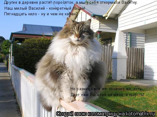 Котоматрица: Другие в деревне растят поросяток, а мы у себя откормили Васятку. Наш милый Василий - конкретный пацан!  Пятнадцать кило - ну и чем не кабан? Н
