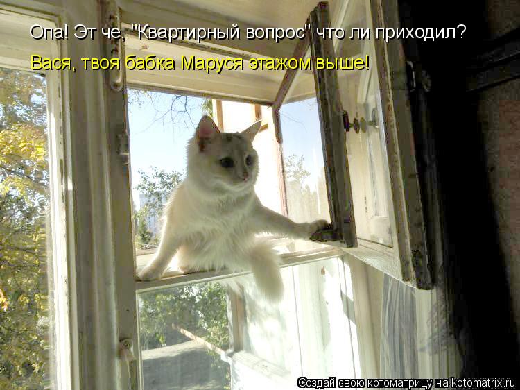 Котоматрица: Опа! Эт че, "Квартирный вопрос" что ли приходил? Вася, твоя бабка Маруся этажом выше!