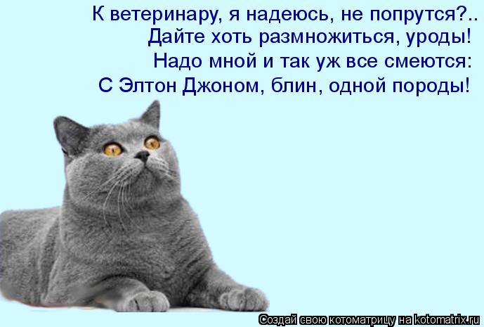 Котоматрица: Дайте хоть размножиться, уроды! Надо мной и так уж все смеются: С Элтон Джоном, блин, одной породы! К ветеринару, я надеюсь, не попрутся?..