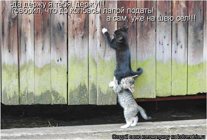 Котоматрица: -да держу я тебя, держу!!! говорил, что до колбасы лапой подать!  а сам, уже на шею сел!!!