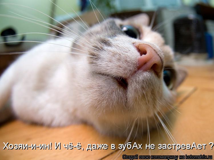 Котоматрица: Хозяи-и-ин! И чё-ё, даже в зубАх не застревАет ?!