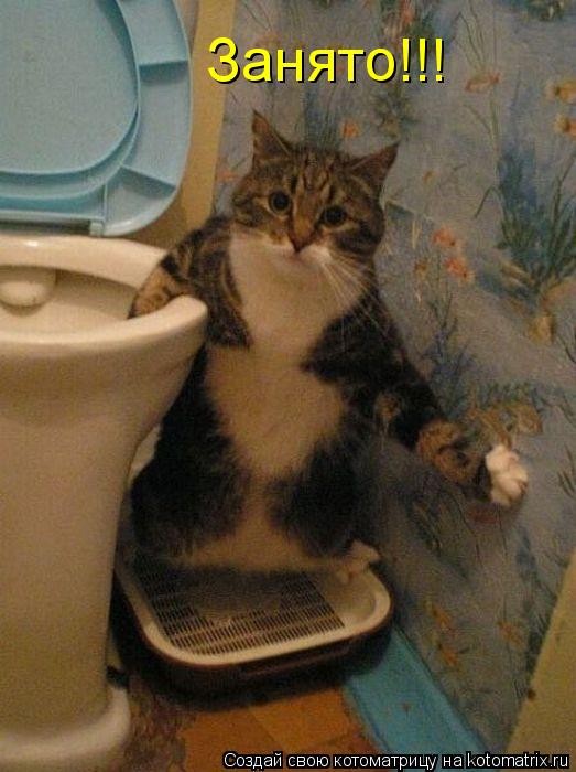 Котоматрица: Занято!!!