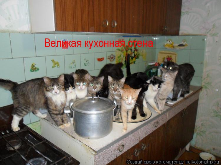 Котоматрица: Великая кухонная стена