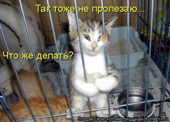 Котоматрица: Так тоже не пролезаю... Что же делать?