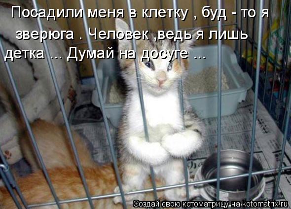 Котоматрица: Посадили меня в клетку , буд - то я  детка ... Думай на досуге ... зверюга . Человек ,ведь я лишь