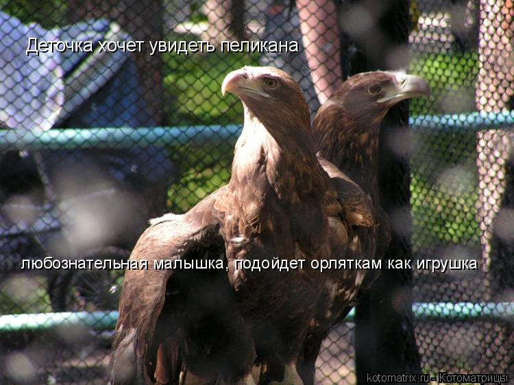 Котоматрица: Деточка хочет увидеть пеликана любознательная малышка, подойдет орляткам как игрушка