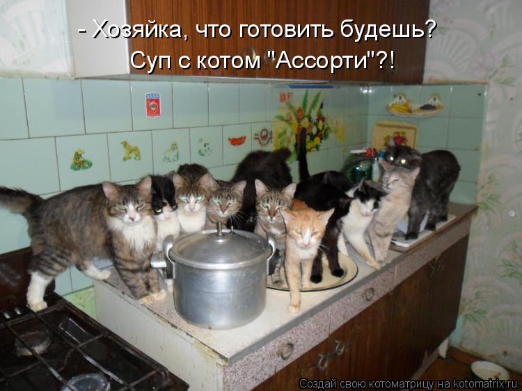 Котоматрица: - Хозяйка, что готовить будешь? Суп с котом "Ассорти"?!
