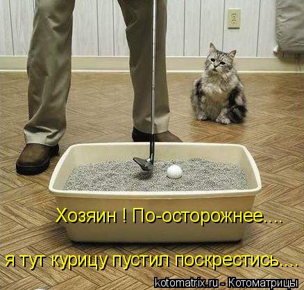 Котоматрица: Хозяин ! По-осторожнее....  я тут курицу пустил поскрестись....
