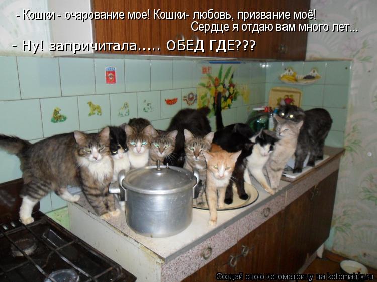 Котоматрица: - Кошки - очарование мое! Кошки- любовь, призвание моё!  Сердце я отдаю вам много лет... - Ну! запричитала..... ОБЕД ГДЕ???
