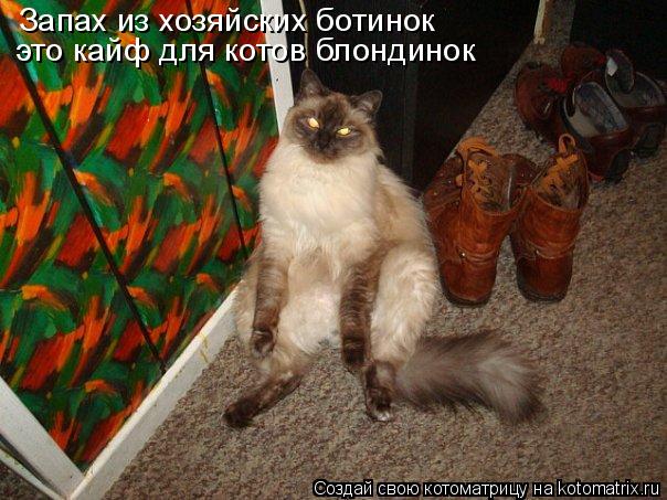 Запах из хозяйских ботинок это кайф для котов блондинок... Котоматрица: Запах из хозяйских ботинок это кайф для котов блондинок