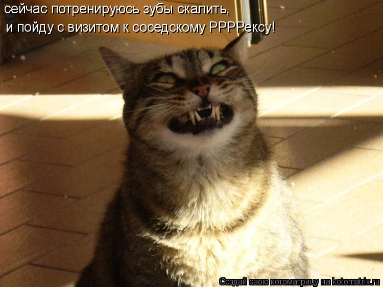 Котоматрица: сейчас потренируюсь зубы скалить, и пойду с визитом к соседскому РРРРексу!