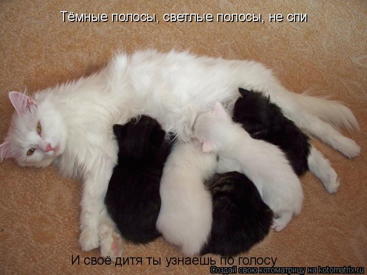 Котоматрица: Тёмные полосы, светлые полосы, не спи  И своё дитя ты узнаешь по голосу