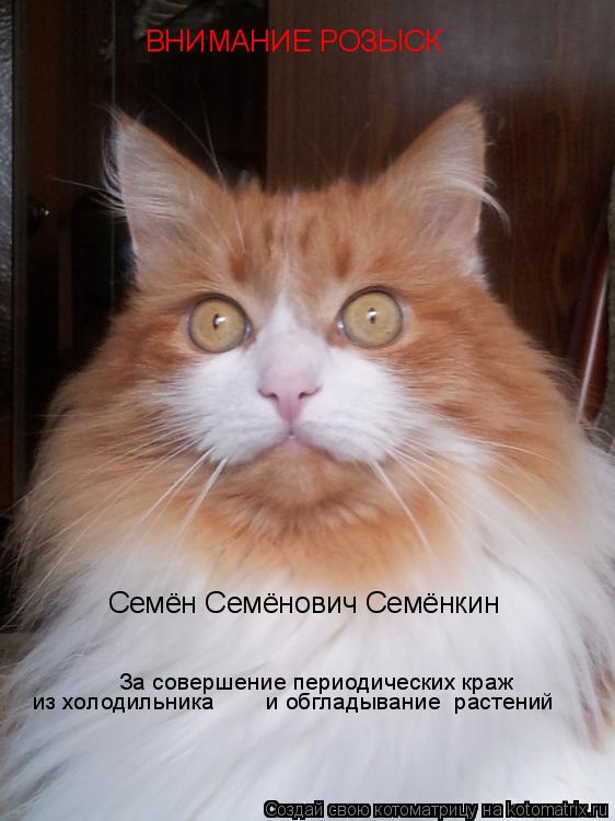 Котоматрица: ВНИМАНИЕ РОЗЫСК Семён Семёнович Семёнкин За совершение периодических краж  из холодильника   и обгладывание  растений