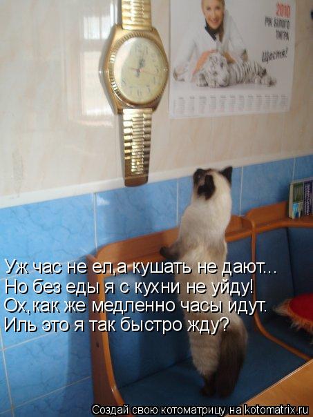 Котоматрица: Уж час не ел,а кушать не дают... Но без еды я с кухни не уйду! Ох,как же медленно часы идут. Иль это я так быстро жду?