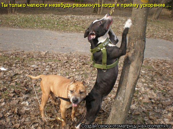 Котоматрица: Ты только челюсти незабудь разомкнуть когда я прийму ускорение....