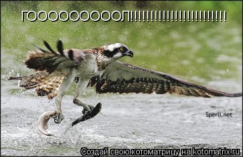 Котоматрица: ГОООООООООЛ!!!!!!!!!!!!!!!!!!!!!!!!