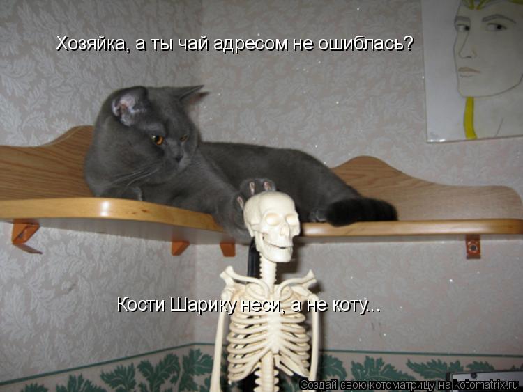 Котоматрица: Хозяйка, а ты чай адресом не ошиблась? Кости Шарику неси, а не коту...
