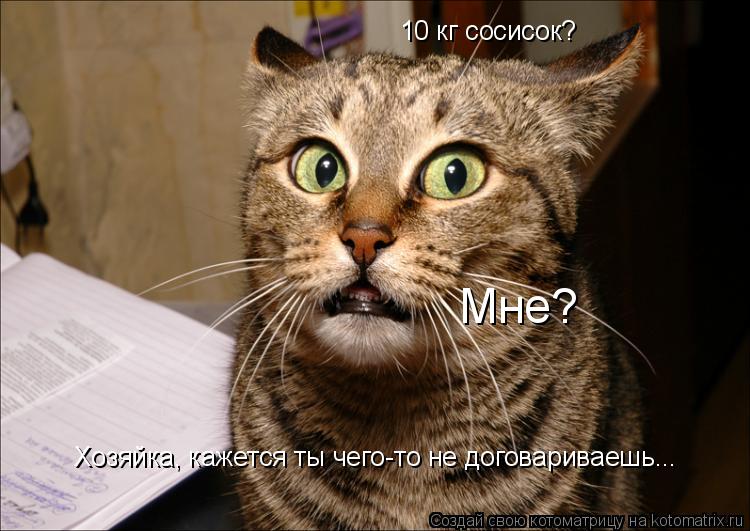 Котоматрица: 10 кг сосисок? Мне? Хозяйка, кажется ты чего-то не договариваешь...