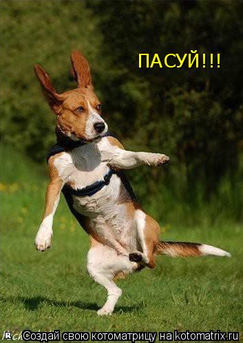 Котоматрица: ПАСУЙ!!!