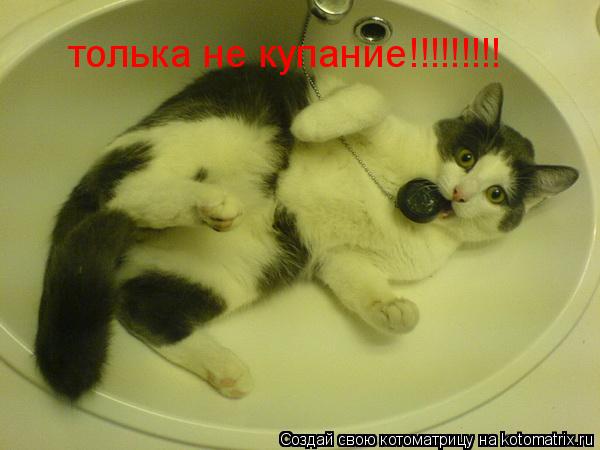 Котоматрица: толька не купание!!!!!!!!!