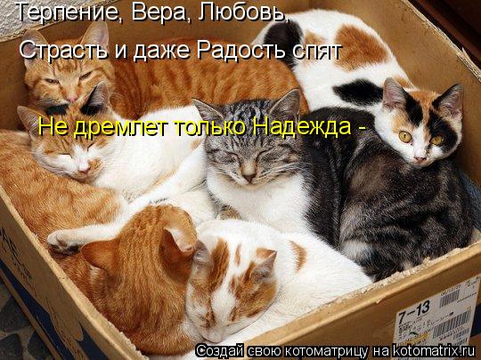 Котоматрица: Терпение, Вера, Любовь, Страсть и даже Радость спят Не дремлет только Надежда -