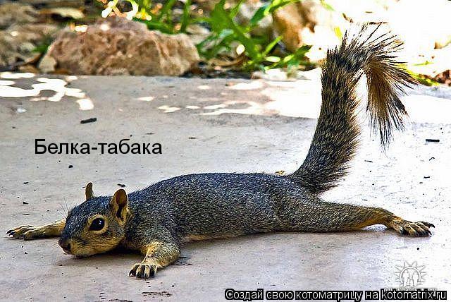 Белка-табака... Котоматрица: Белка-табака