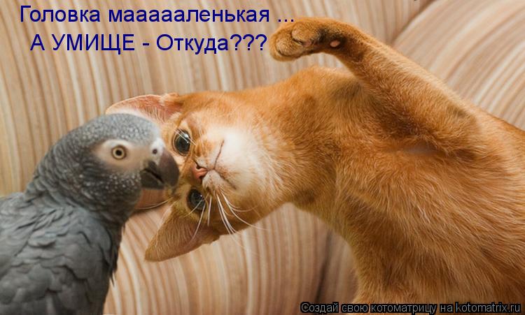Котоматрица: Головка маааааленькая ... А УМИЩЕ - Откуда???