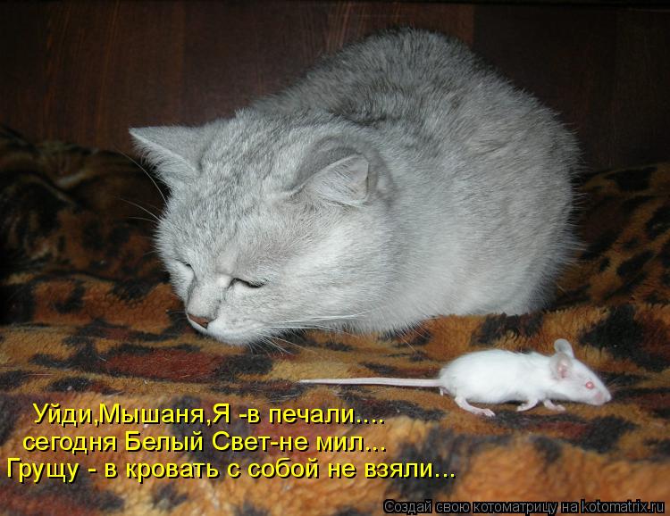Котоматрица: Уйди,Мышаня,Я -в печали.... сегодня Белый Свет-не мил... Грущу - в кровать с собой не взяли...