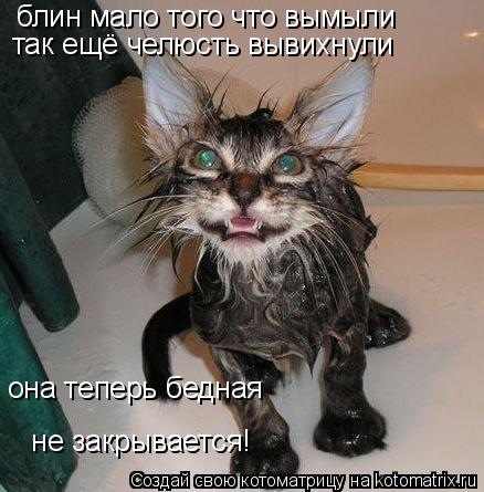 Котоматрица: блин мало того что вымыли так ещё челюсть вывихнули  не закрывается! она теперь бедная