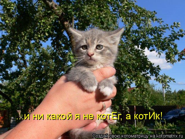 Котоматрица: ...и ни какой я не котЕг, а котИк!