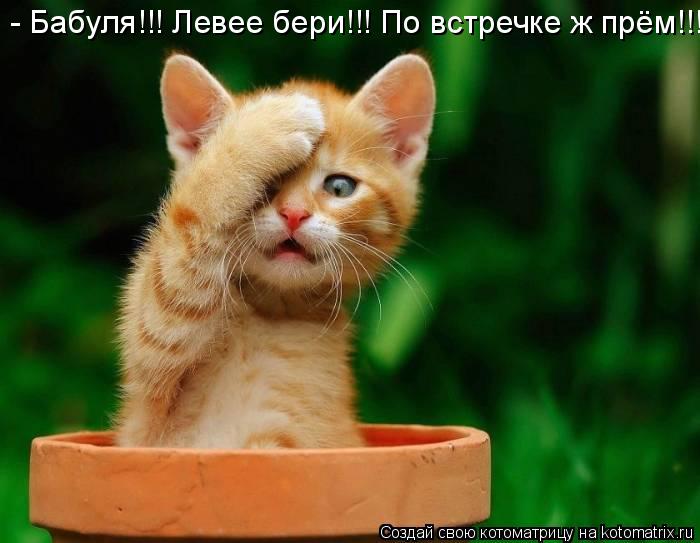 Котоматрица: - Бабуля!!! Левее бери!!! По встречке ж прём!!!