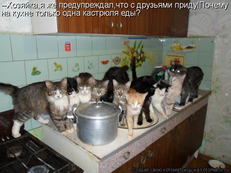 Котоматрица: --Хозяйка,я же предупреждал,что с друзьями приду!Почему на кухне только одна кастрюля еды?