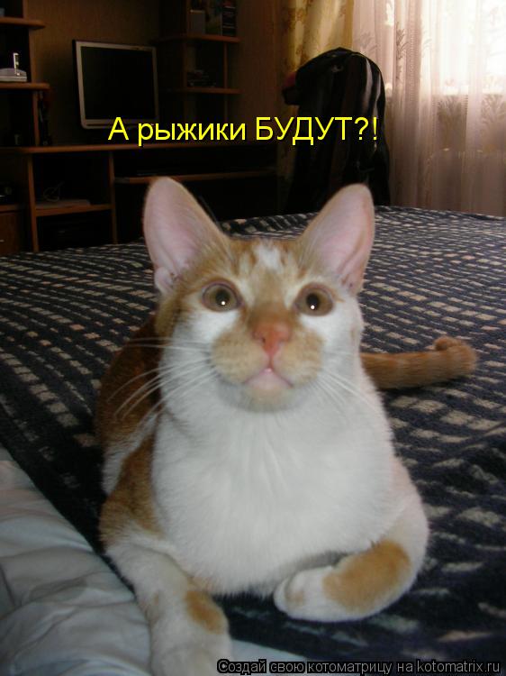 А рыжики БУДУТ?! А рыжики БУДУТ?!... Котоматрица: А рыжики БУДУТ?! А рыжики БУДУТ?!