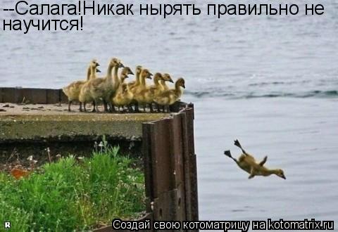 --Салага!Никак нырять правильно не научится!... Котоматрица: --Салага!Никак нырять правильно не научится!